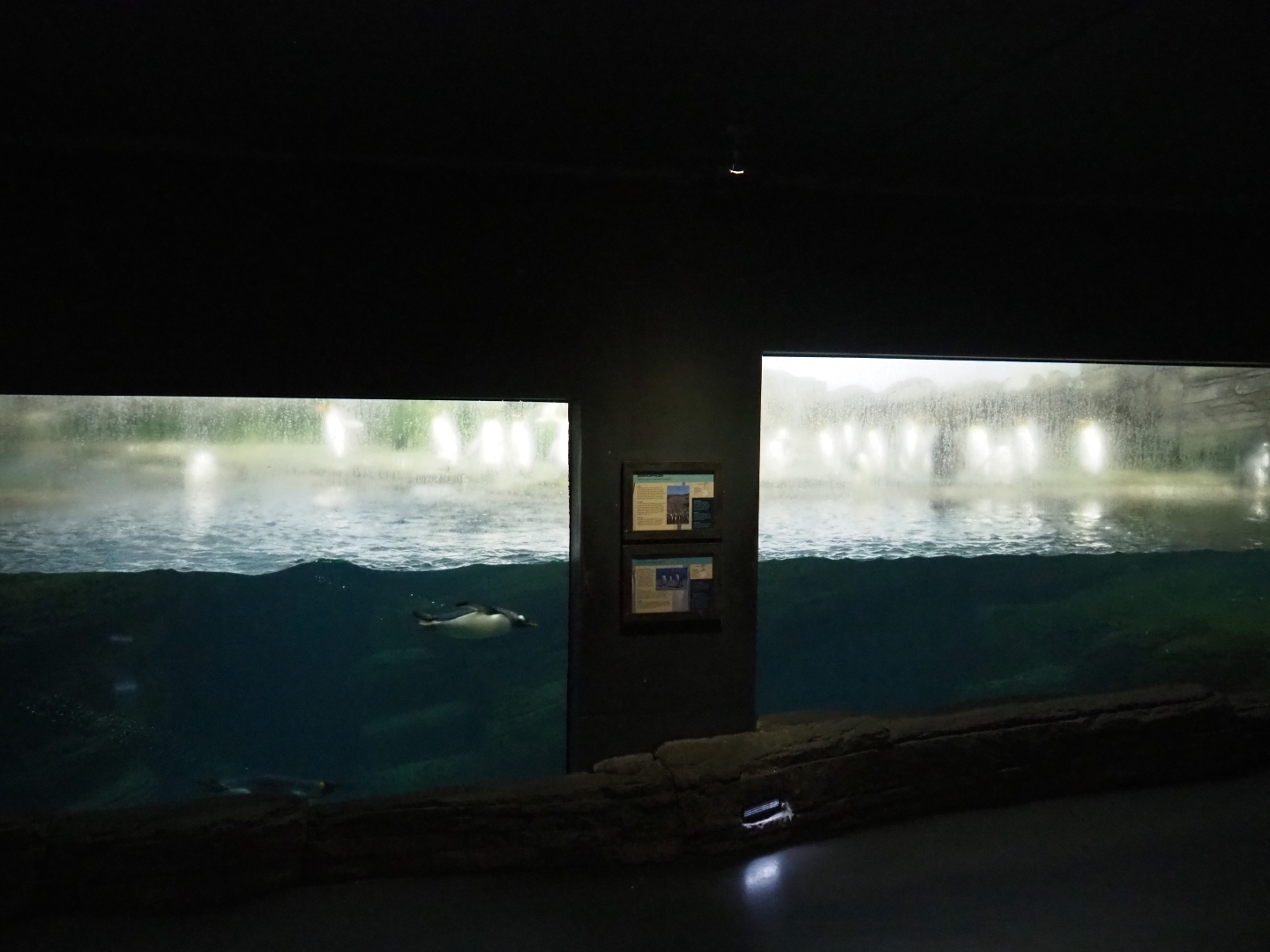 King and gentoo penguin exhibit (Nov 10th, 2018)