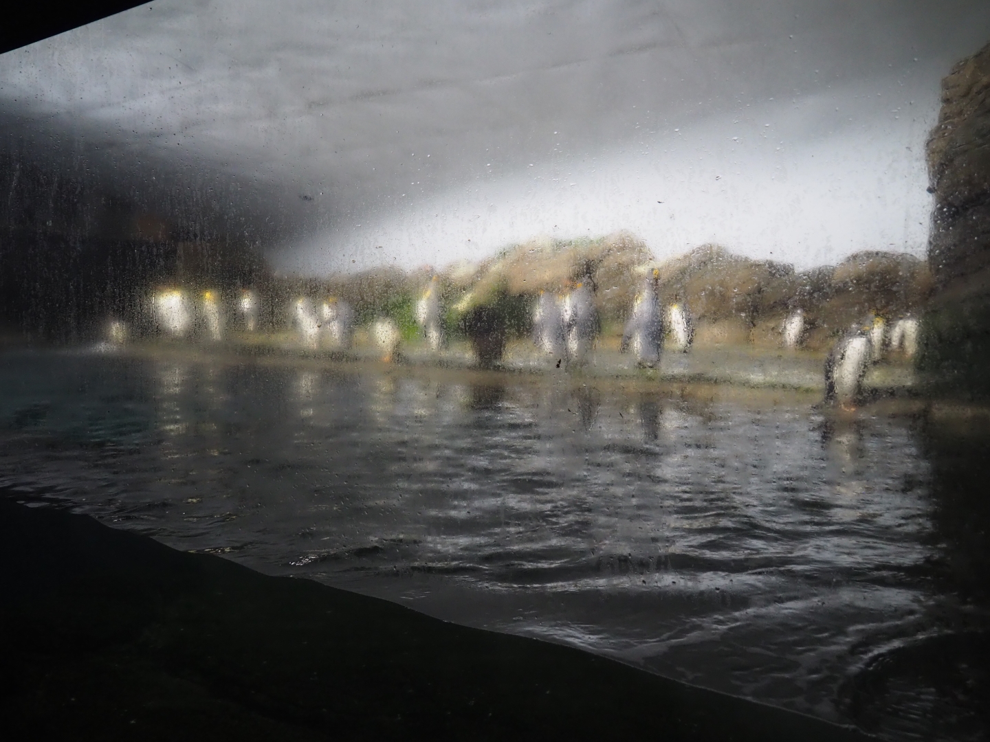 King and gentoo penguin exhibit (Nov 10th, 2018)