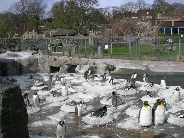 King and Gentoo penguins