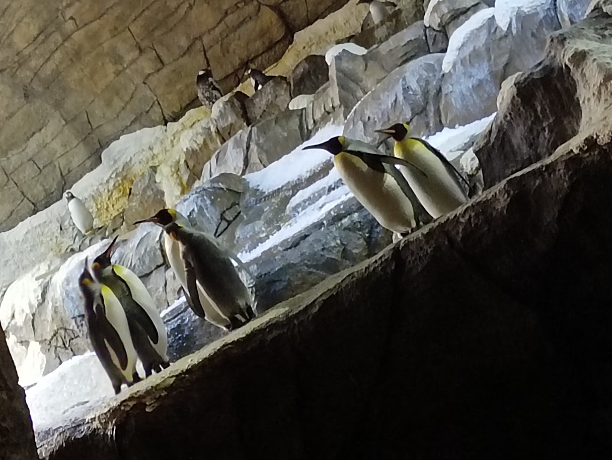 King and Gentoo Penguins