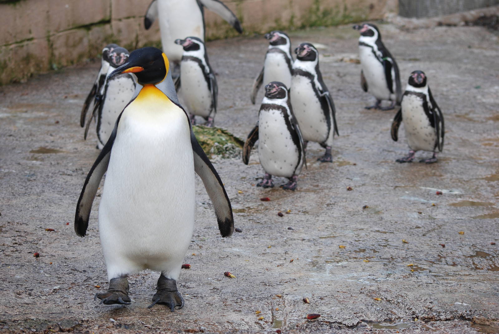King and Humboldt Penguins at Birdland, 05/03/11