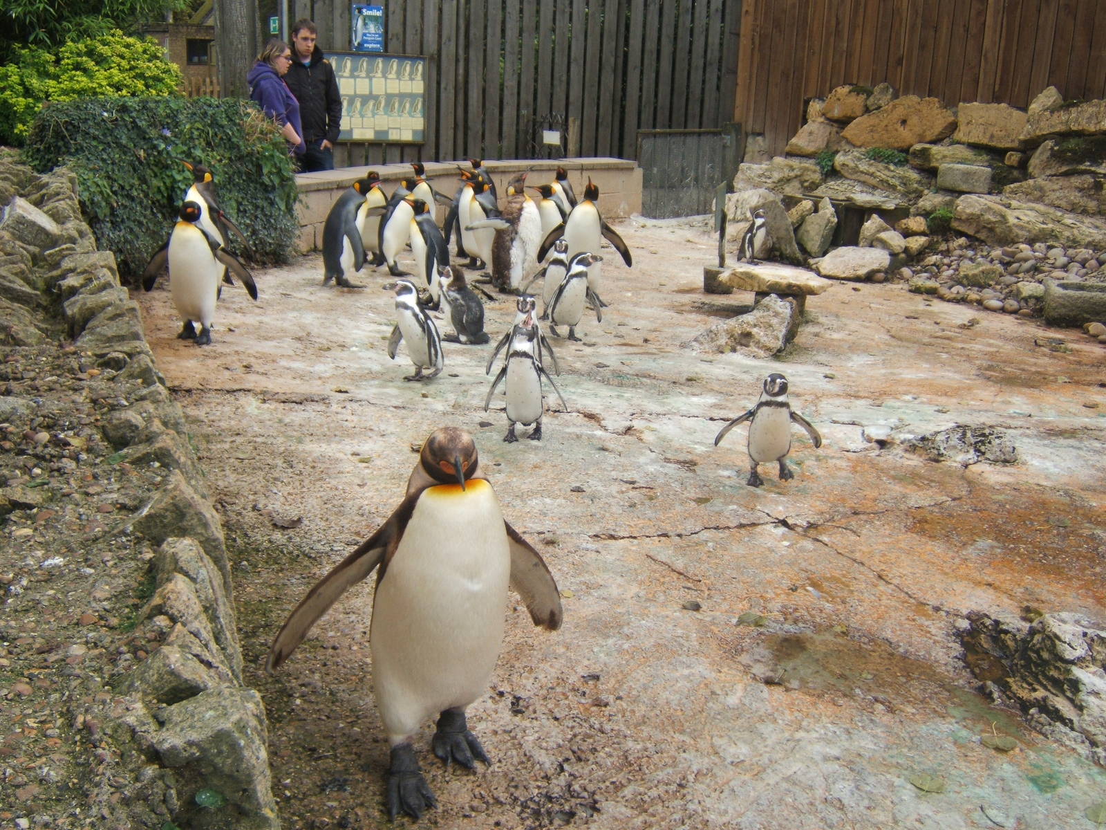 King and Humboldt`s Penguin