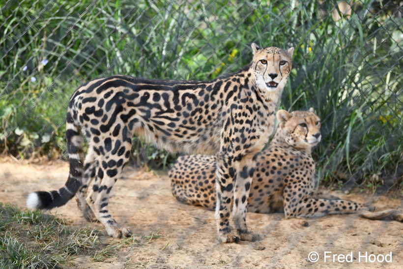 king and normal cheetahs (sisters)