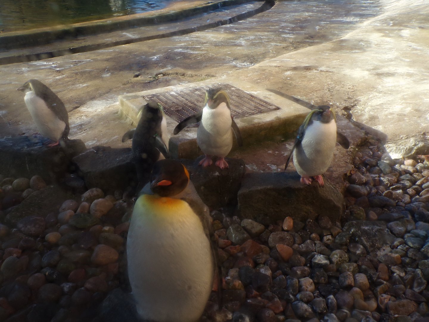 King and northern rockhopper penguins 11.11.23