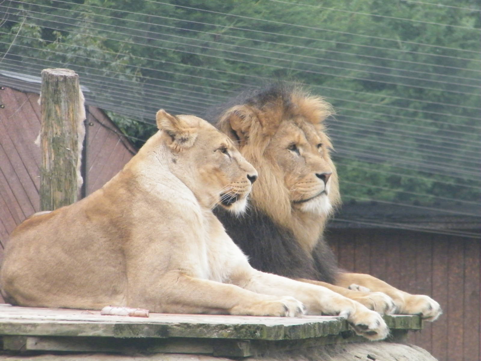 King and queen of essex