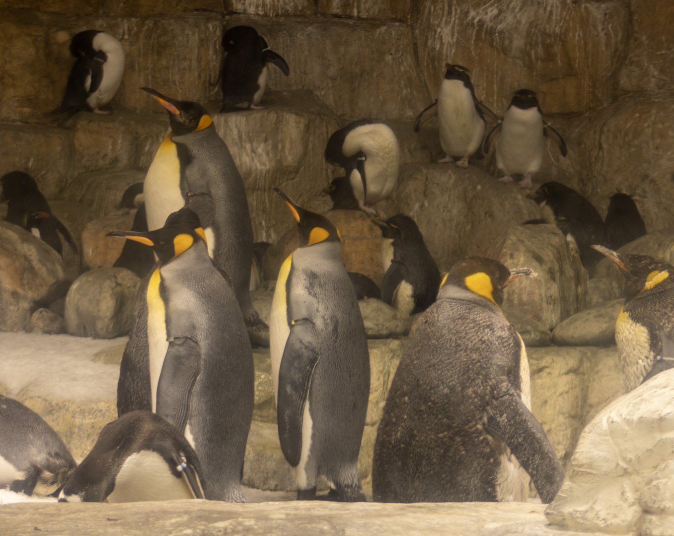 King and Rockhopper Penguins