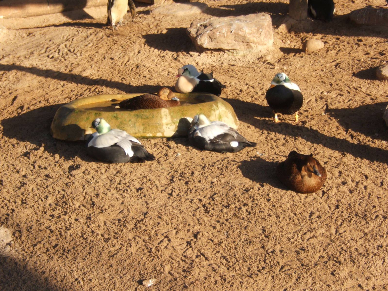 King and Spectacled Eiders