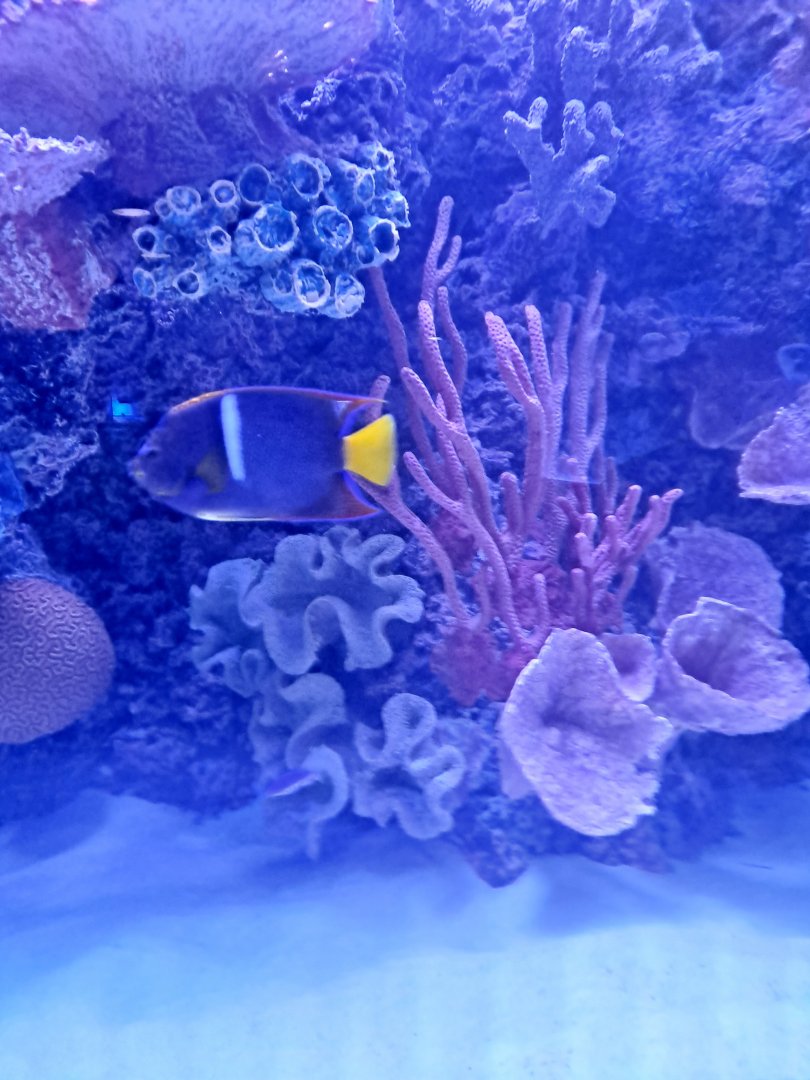 King Angelfish (4/19/25)