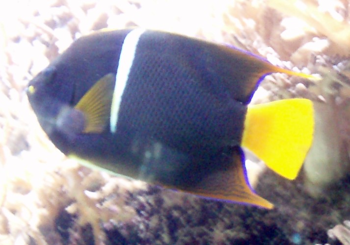 King Angelfish (Holacanthus passer)