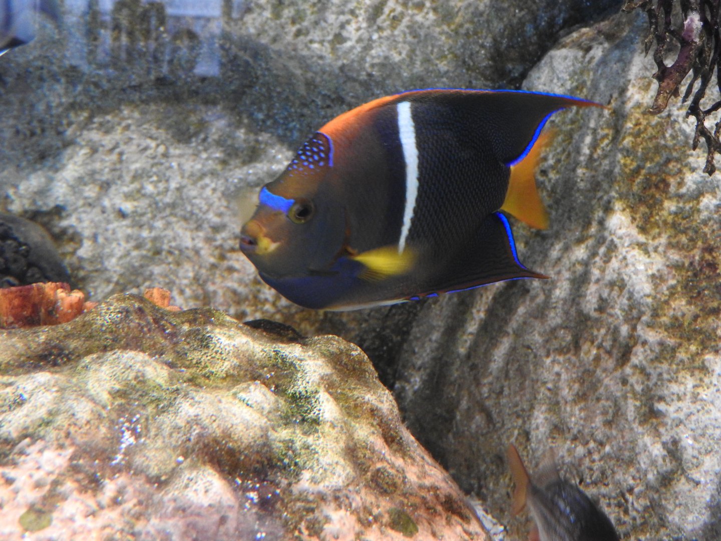 King Angelfish