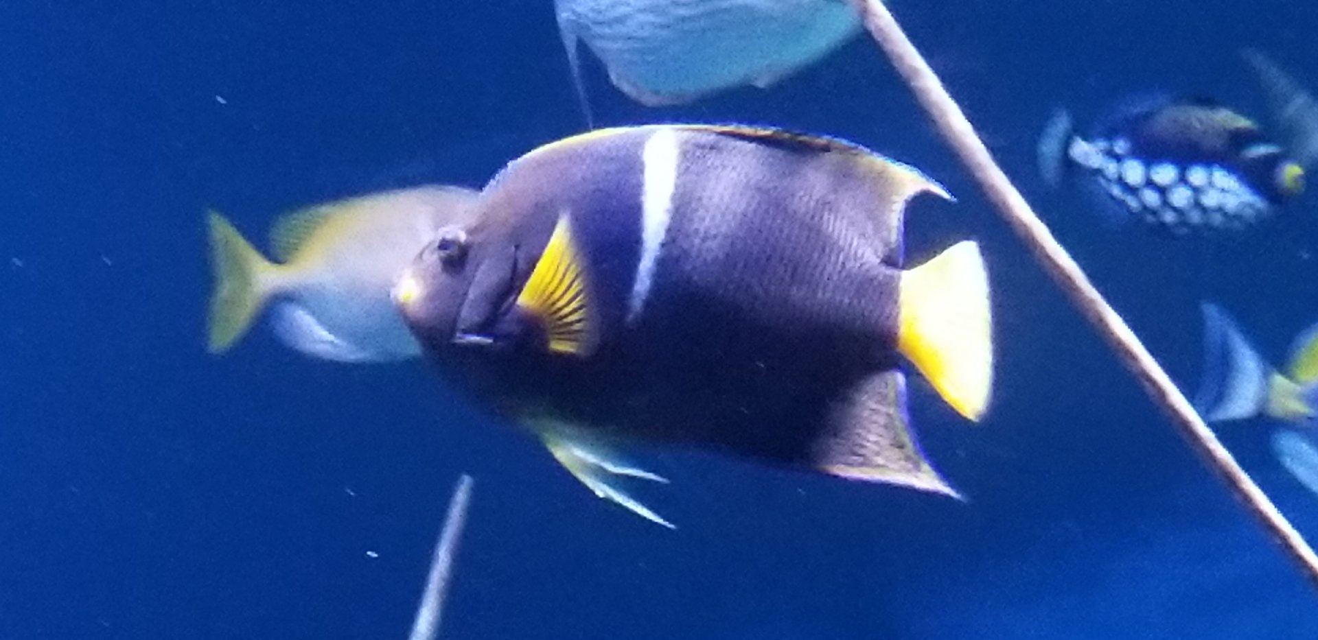 King Angelfish