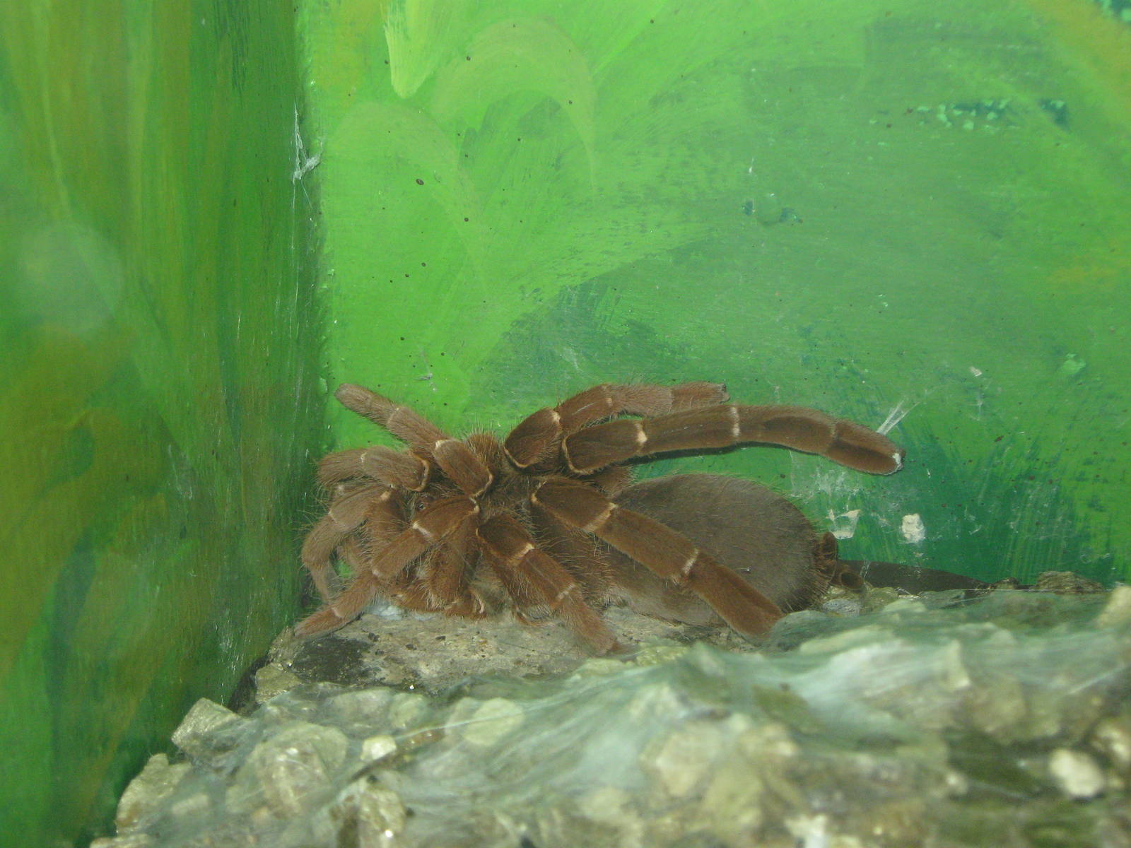 king baboon spider (Pelinobius muticus)