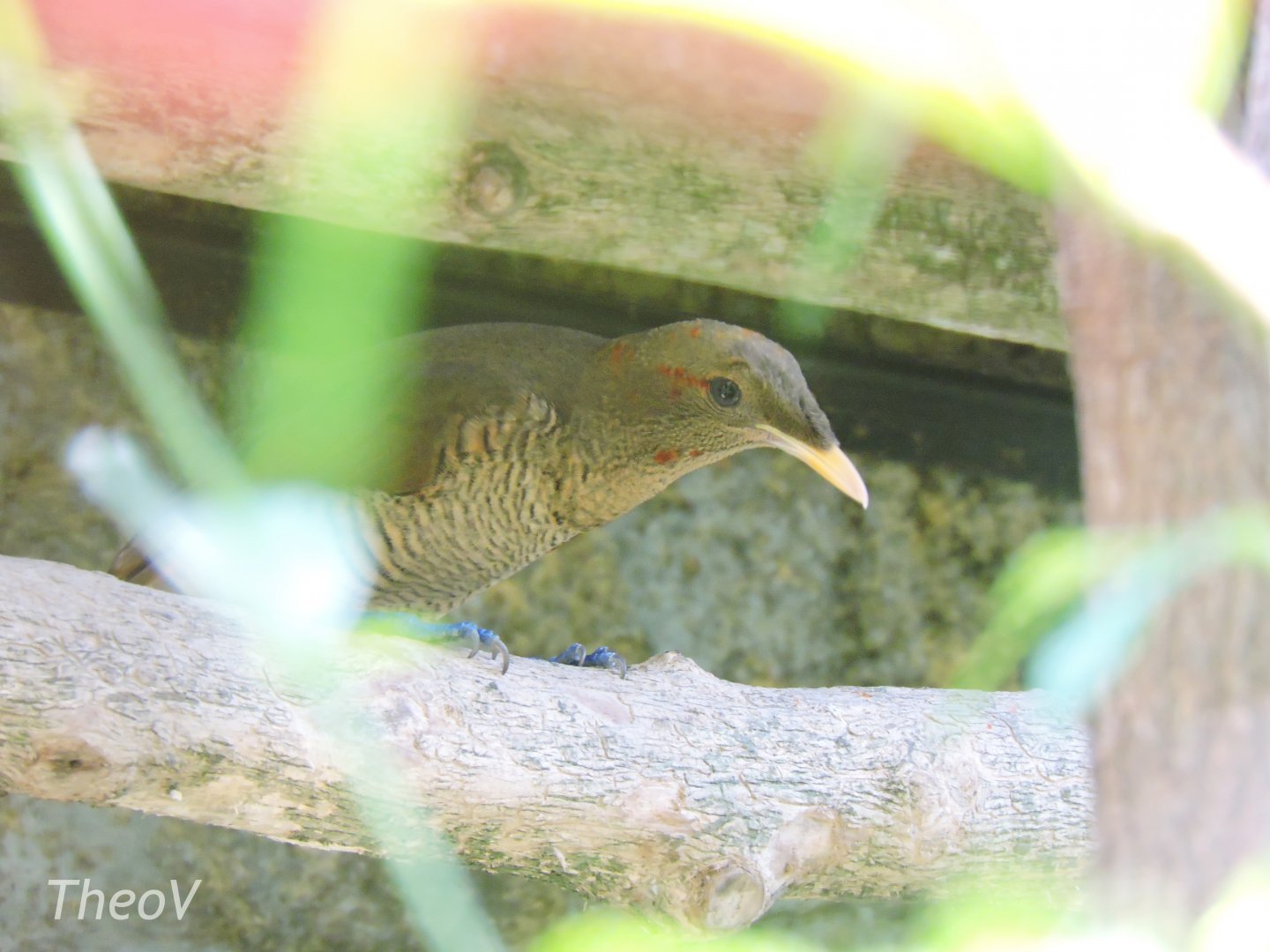 King bird-of-paradise [2016]