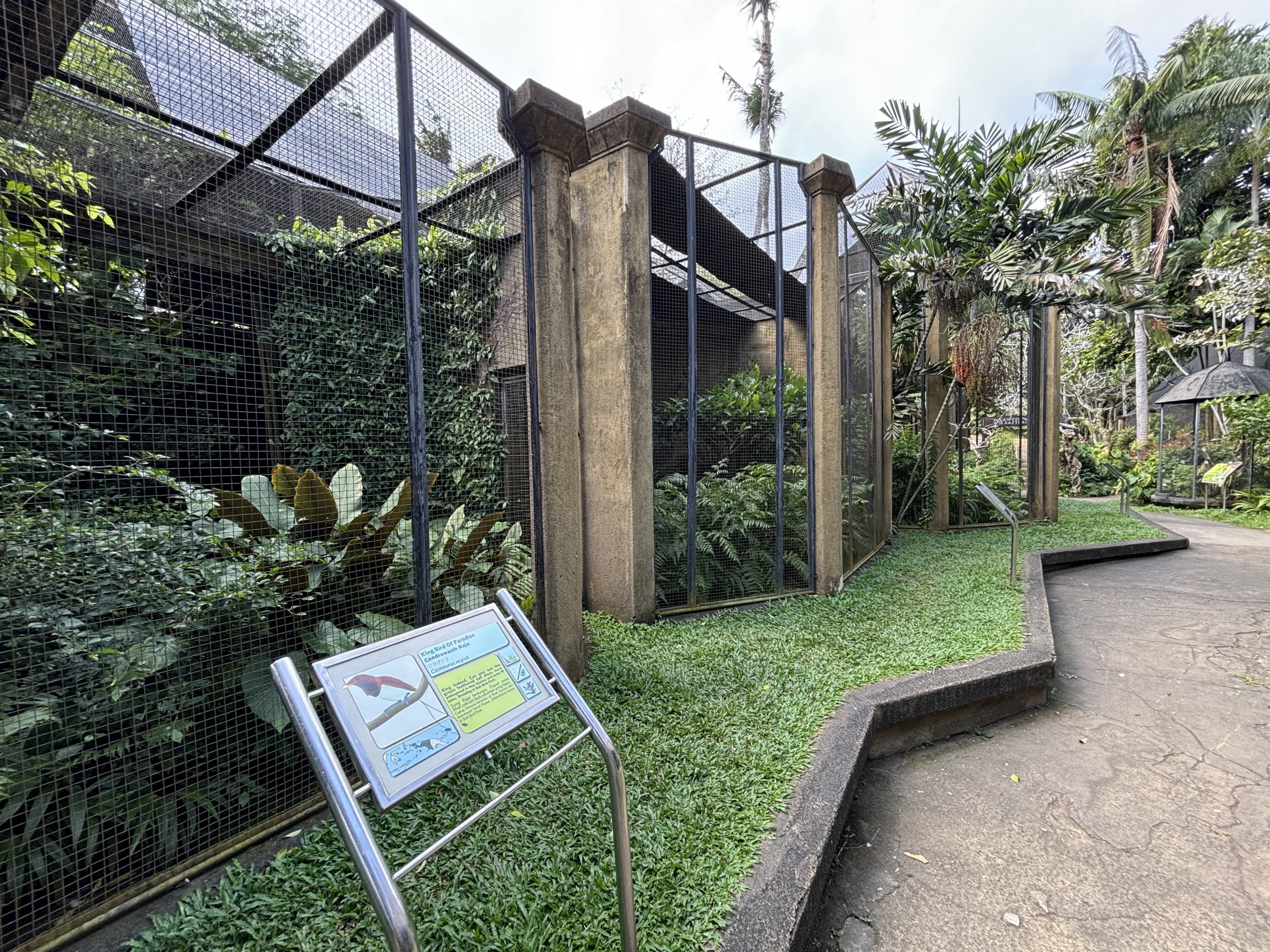 King Bird of Paradise Aviary #1