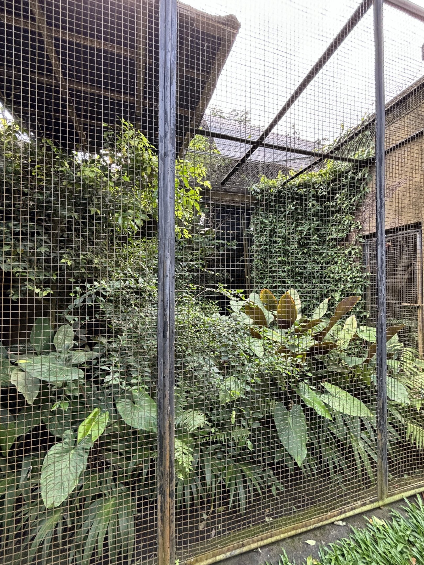 King Bird of Paradise Aviary #1