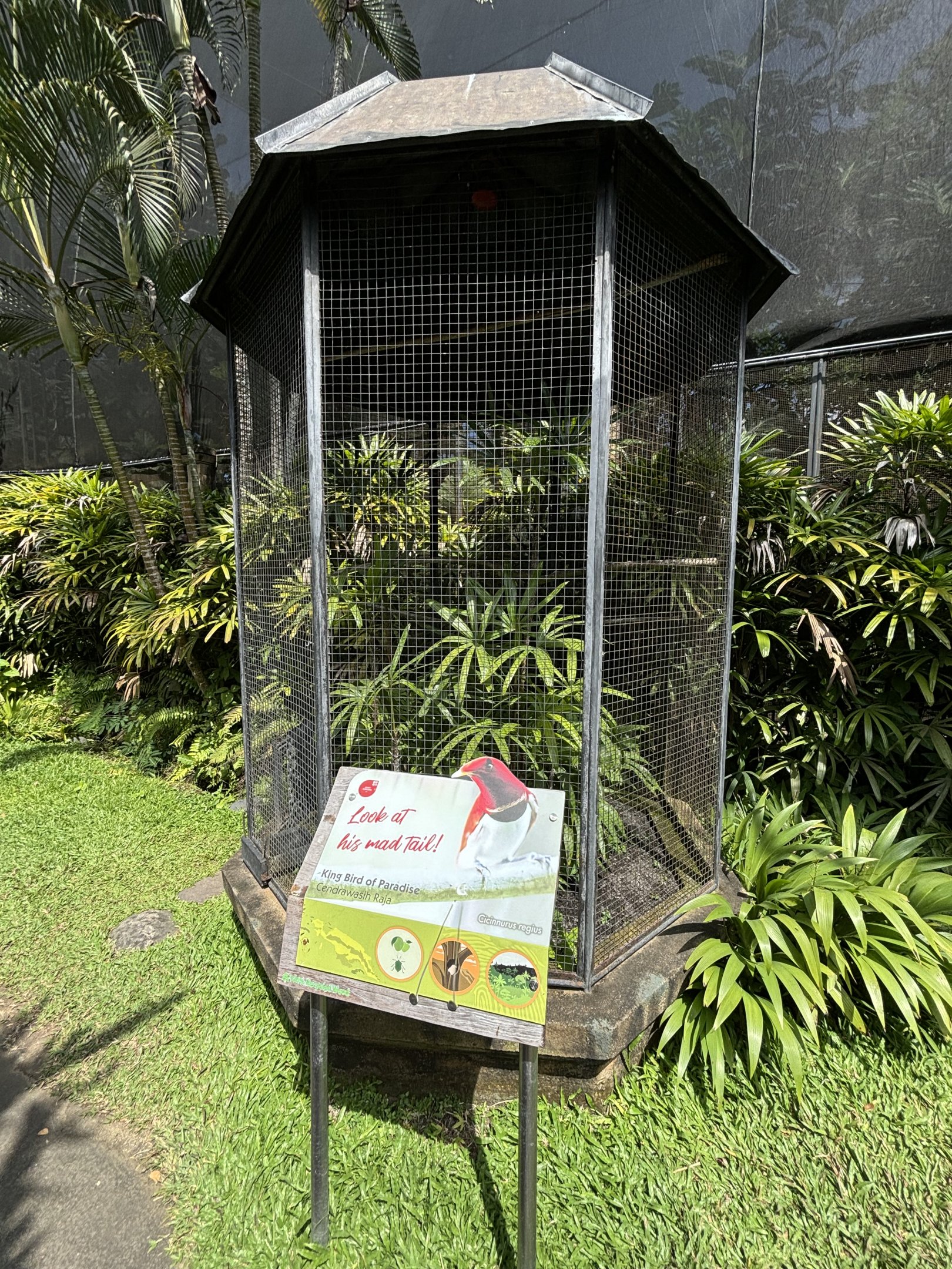 King Bird of Paradise Aviary #2