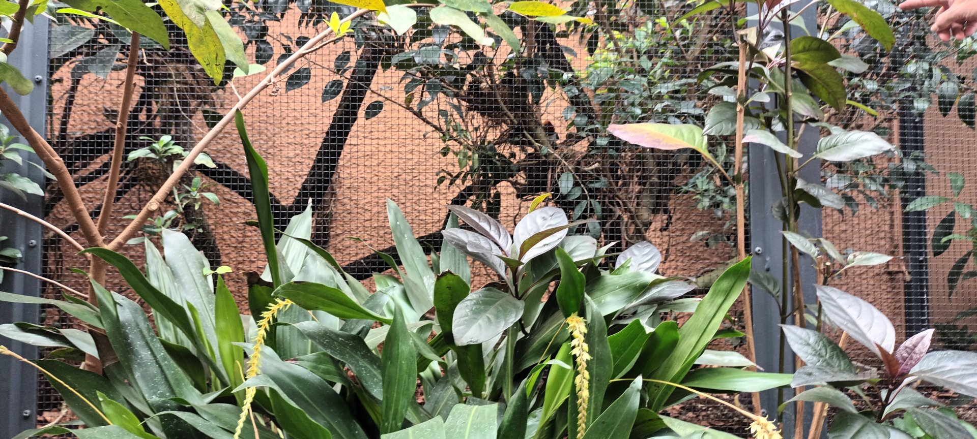King Bird of Paradise Aviary