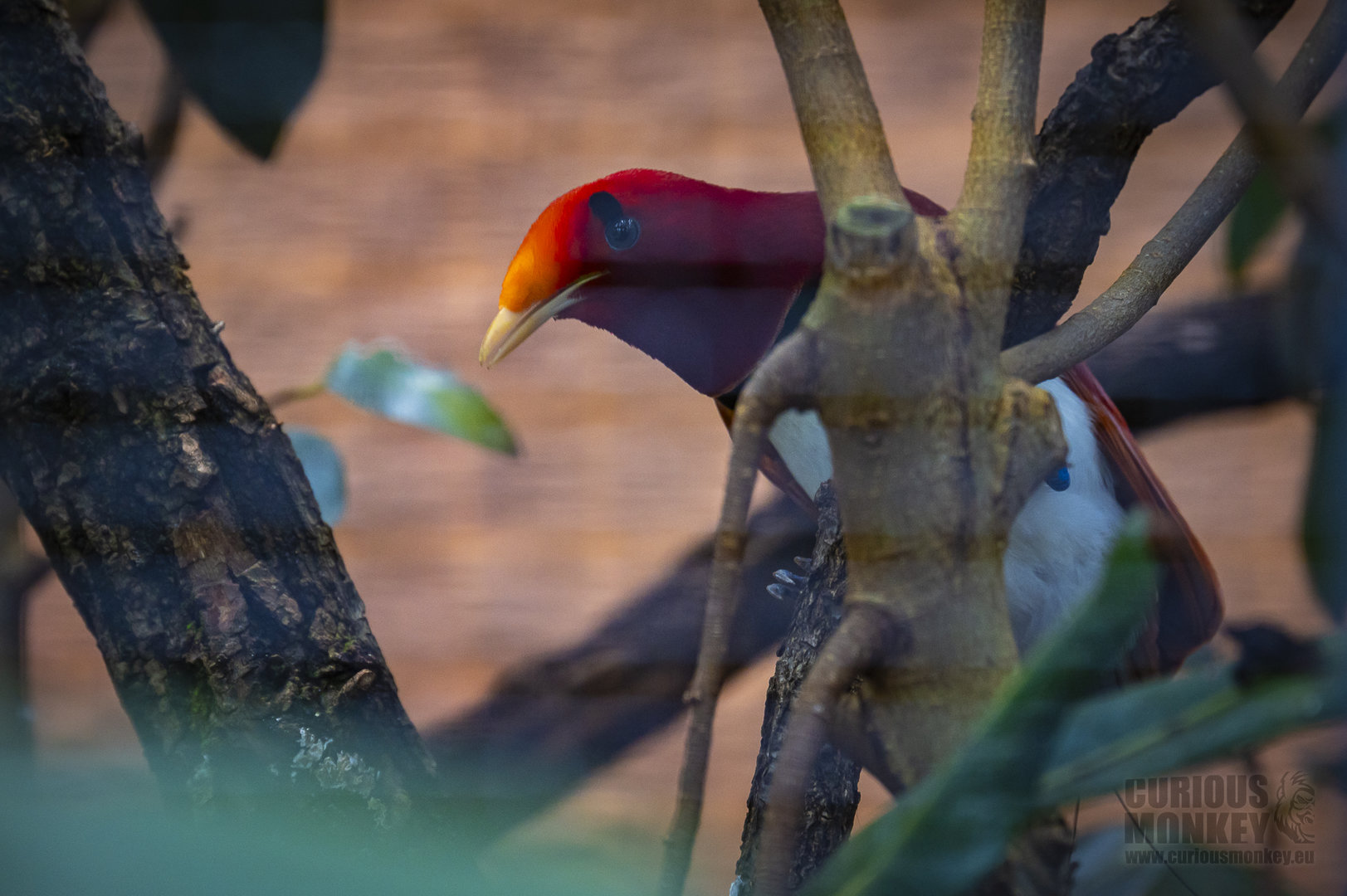 King bird-of-paradise (cicinnurus regius) 10/23