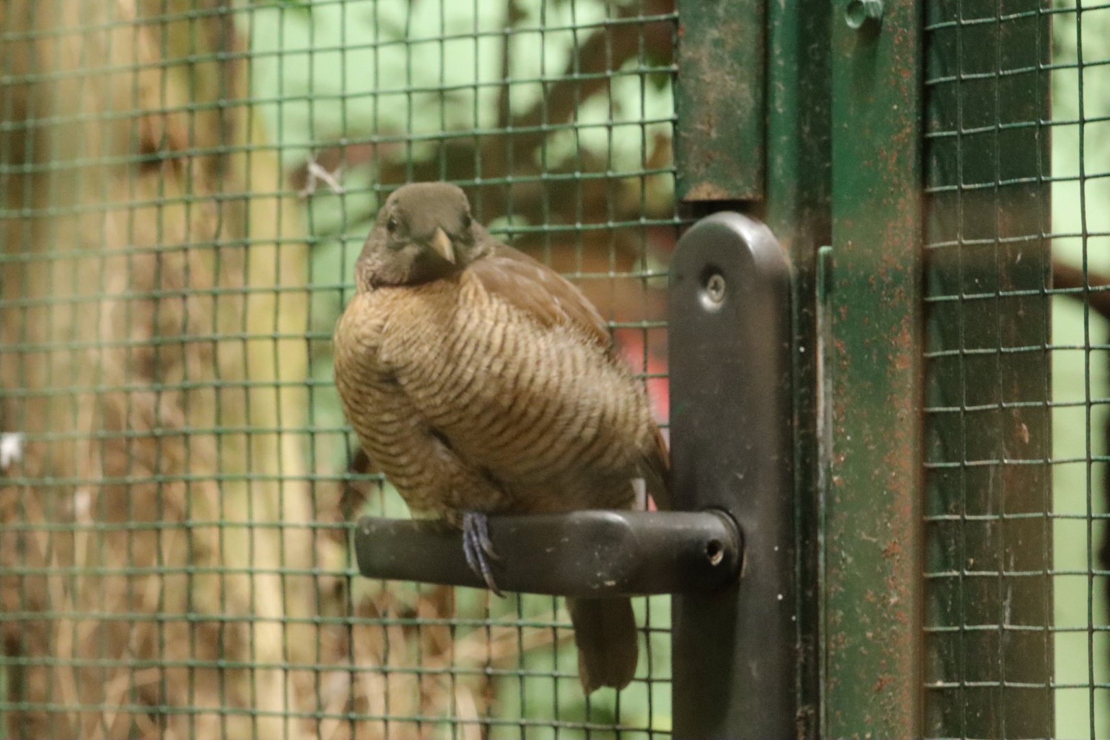 King bird-of-paradise (Cicinnurus regius) in the Island treasures