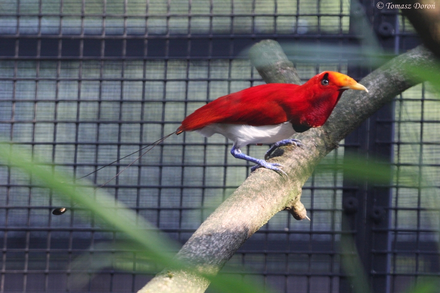 King Bird-of-Paradise (Cicinnurus regius) male, August 2015