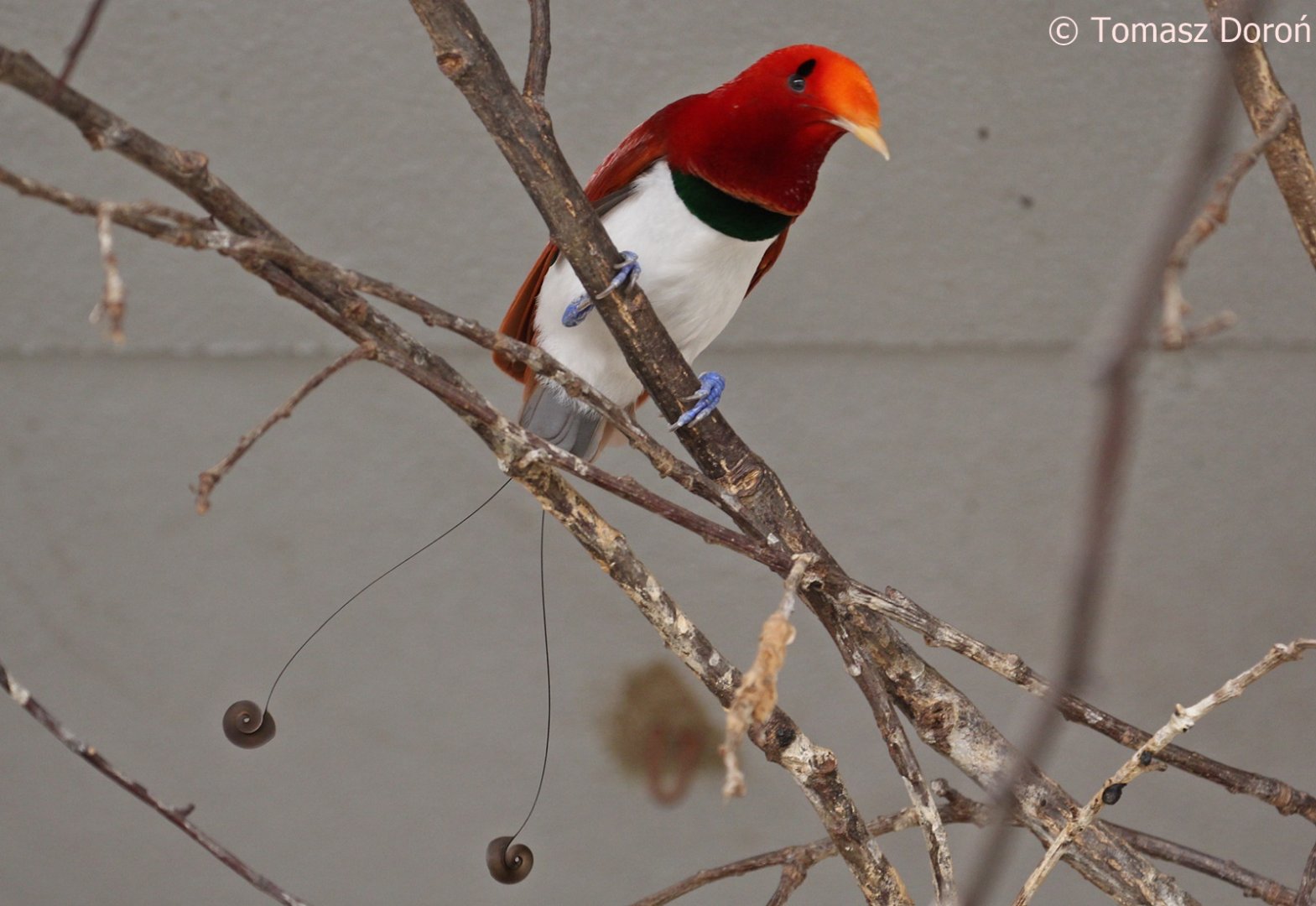 King Bird-of-paradise (Cicinnurus regius), male, October 2018