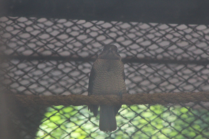 King bird-of-paradise (Cicinnurus regius regius)
