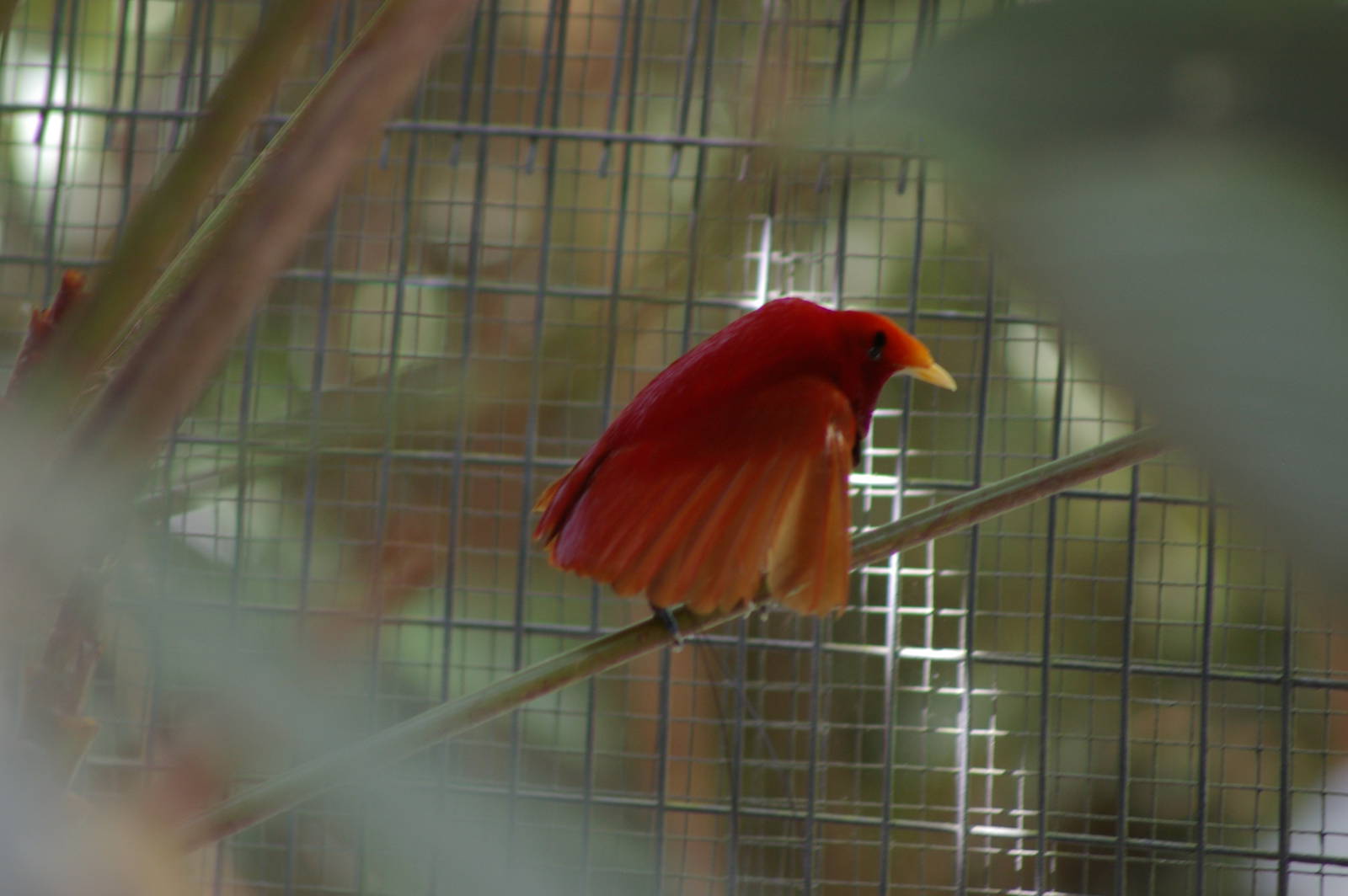 king bird of paradise (Cicinnurus regius), stretching