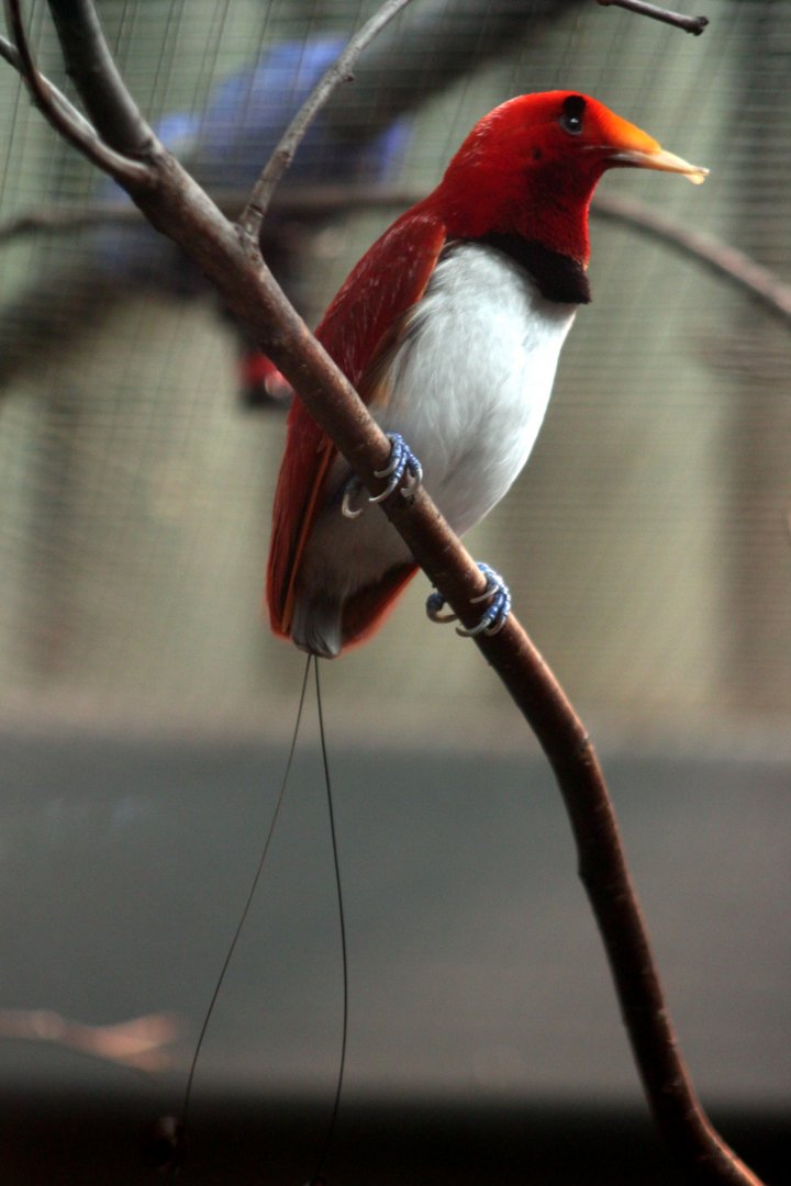 King bird-of-paradise (Cicinnurus regius)