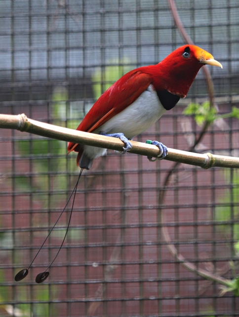 King bird-of-paradise (Cicinnurus regius)
