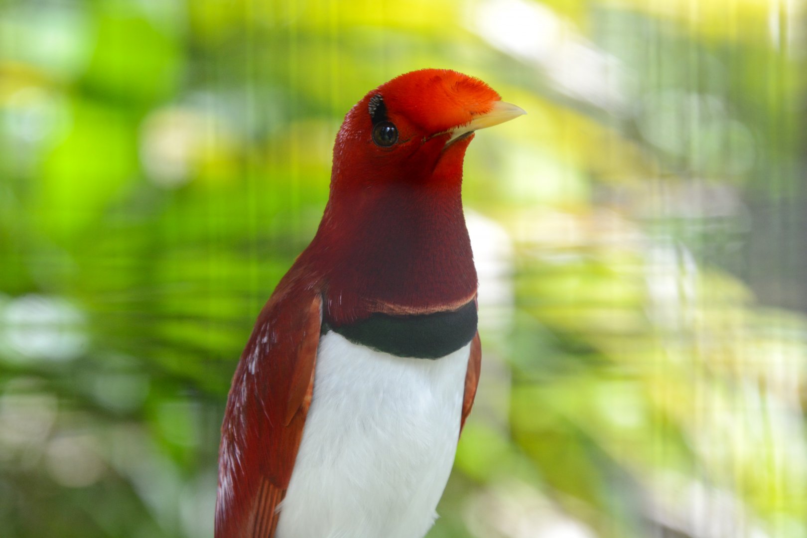 King bird-of-paradise (Cicinnurus regius)