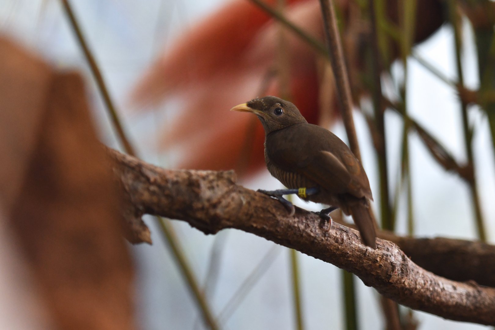 King bird-of-paradise Cicinnurus regius