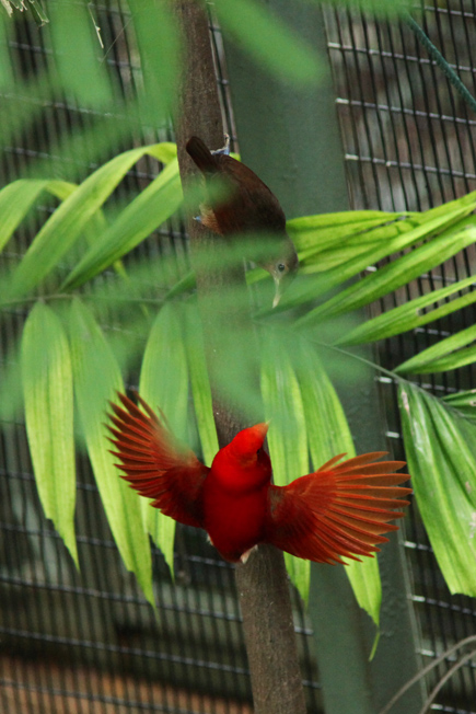 king bird-of -paradise courtship display