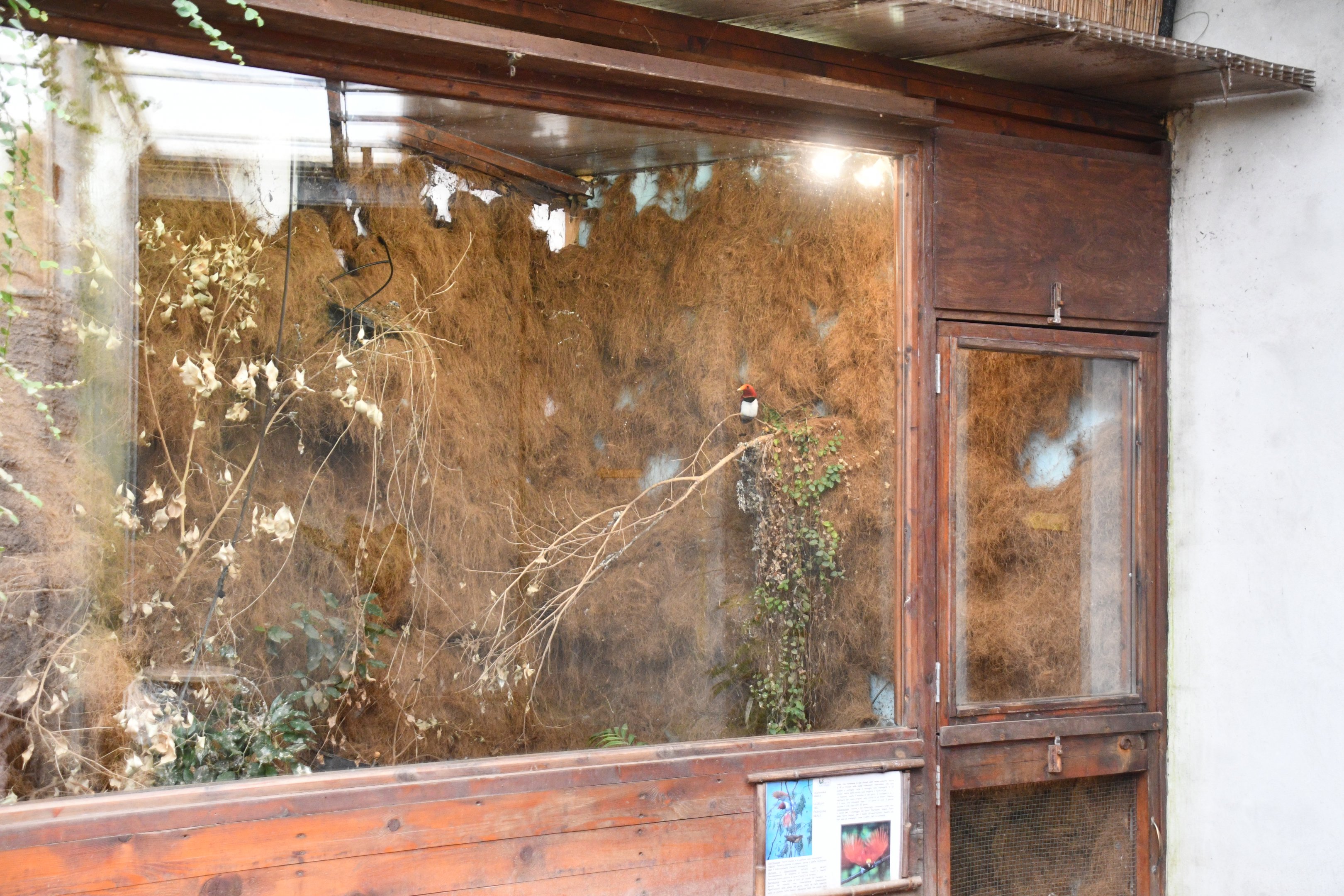 King Bird of Paradise exhibit (Tropical pavilion)