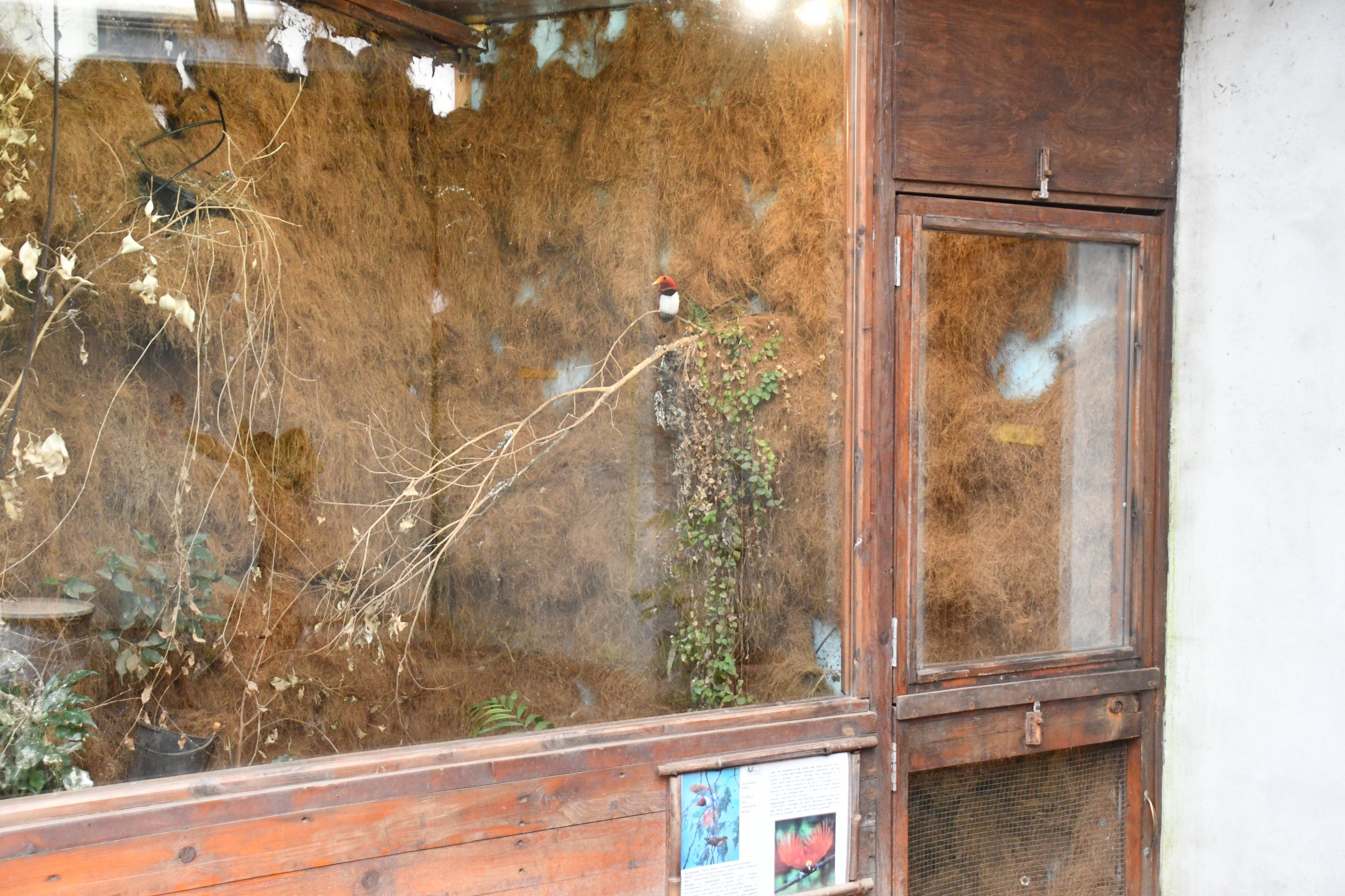 King Bird of Paradise exhibit (Tropical Pavilion)