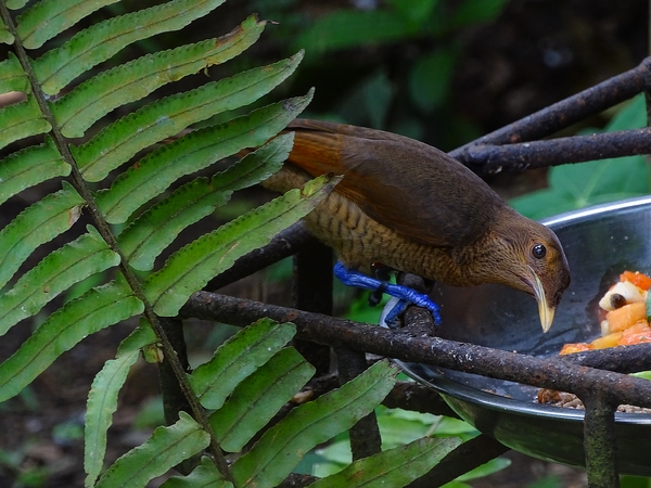 King bird-of-paradise female