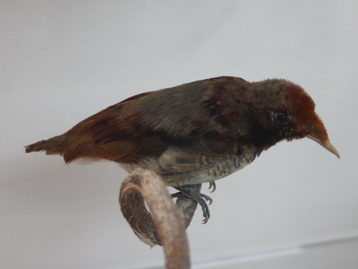 King bird of paradise - female