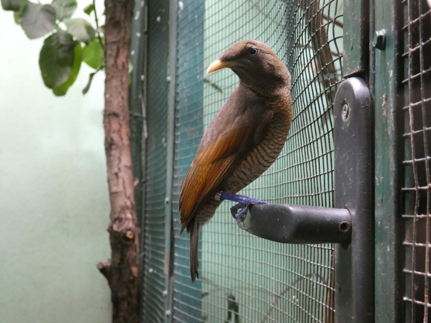 King bird-of-paradise female