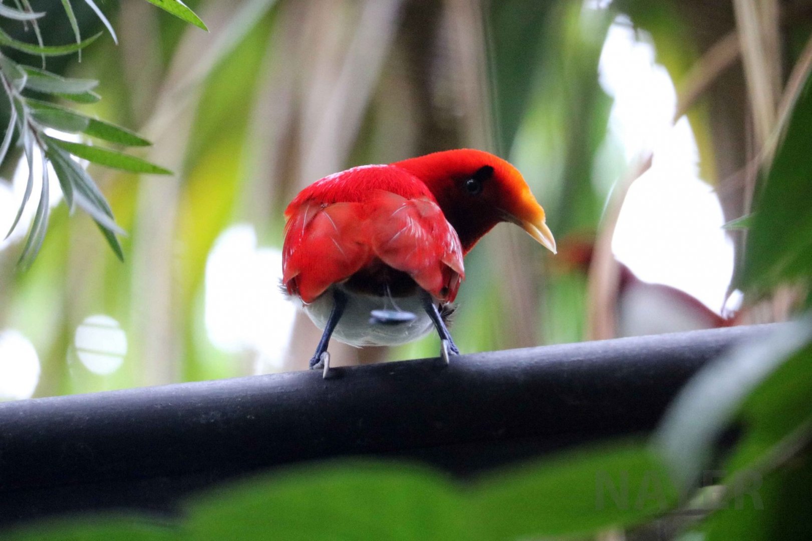 King bird-of-paradise, June 2016