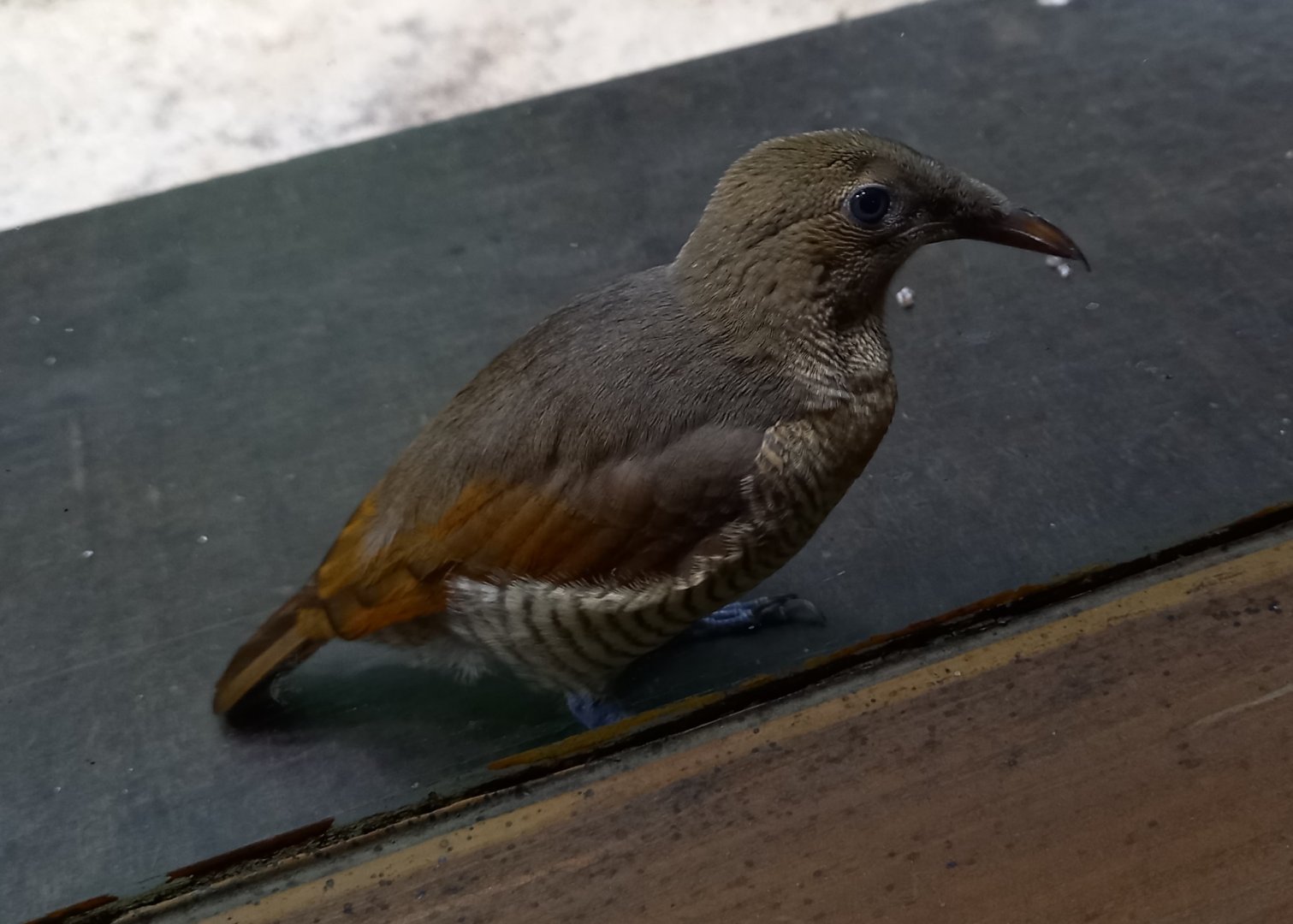 King bird of paradise - juvenile male
