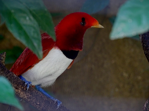 King bird-of-paradise male