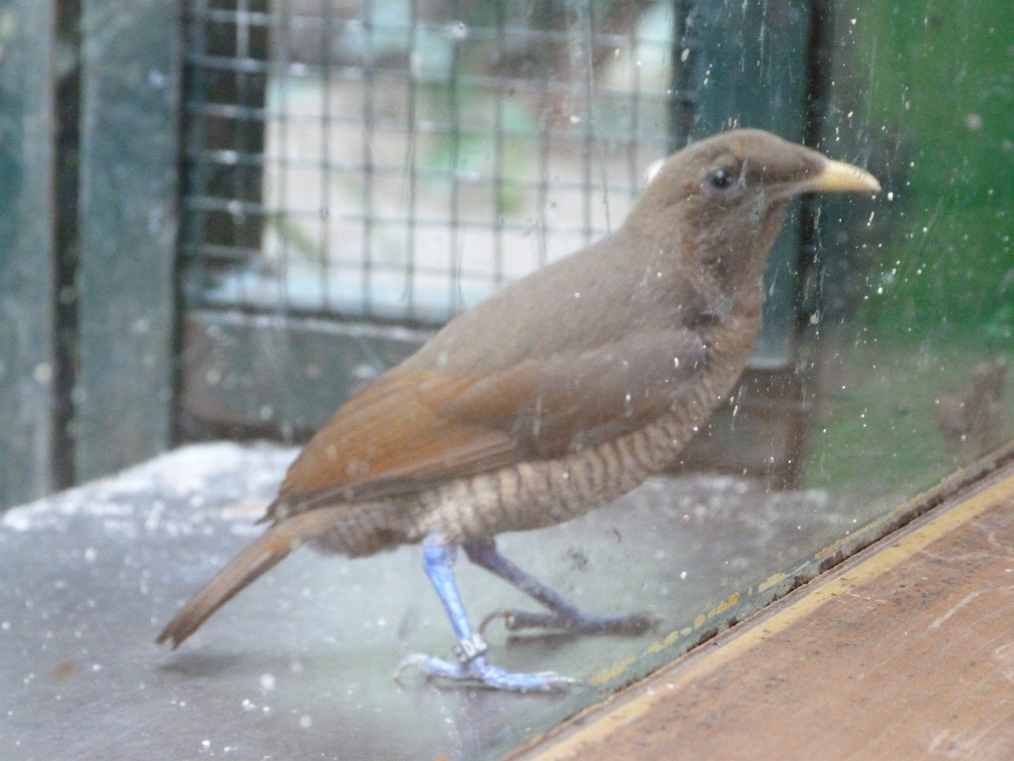 King bird-of-paradise -Zoo Plzeň (2025)