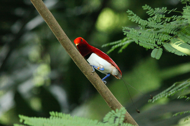 king bird-of-paradise