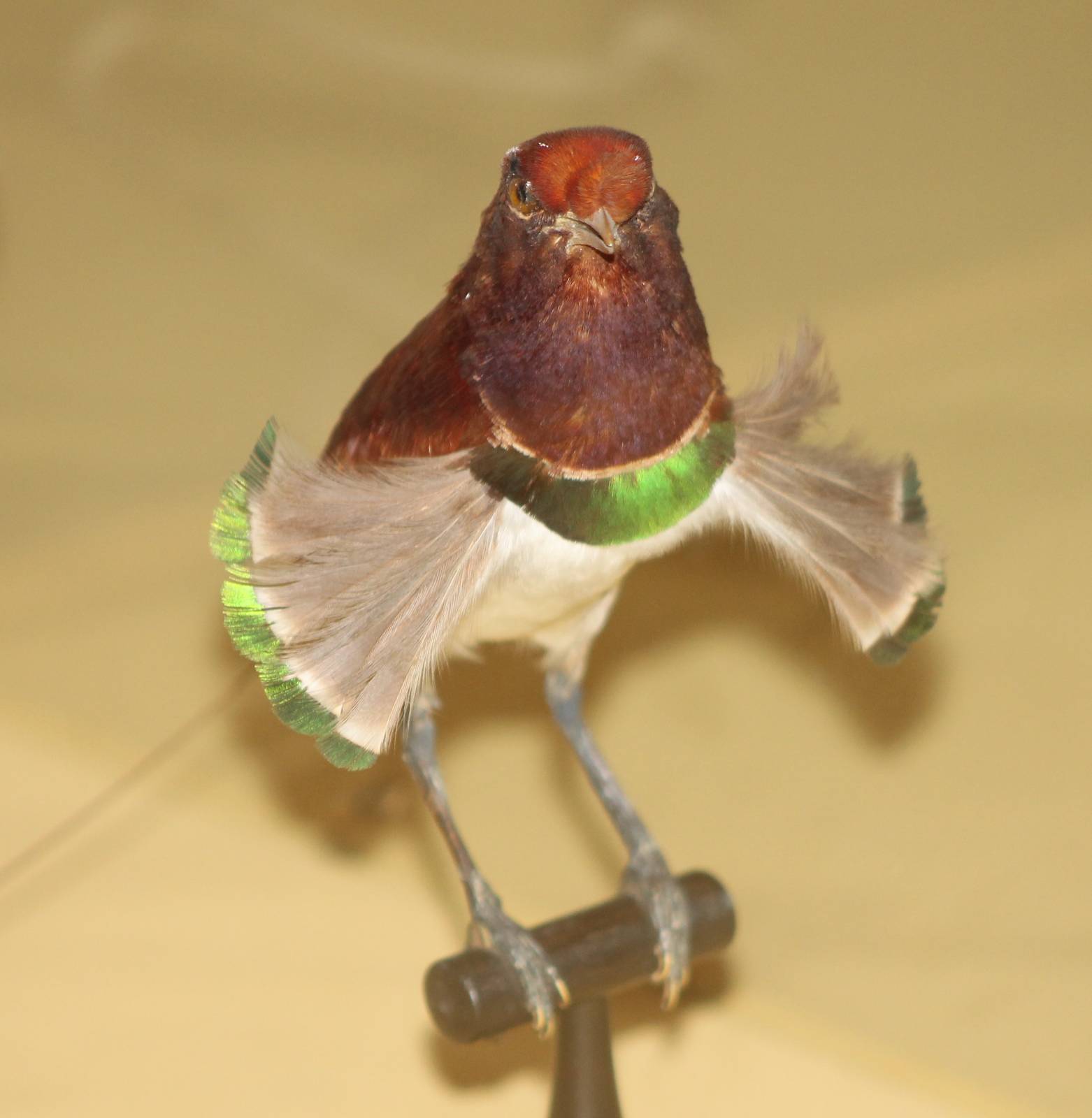 King Bird of Paradise