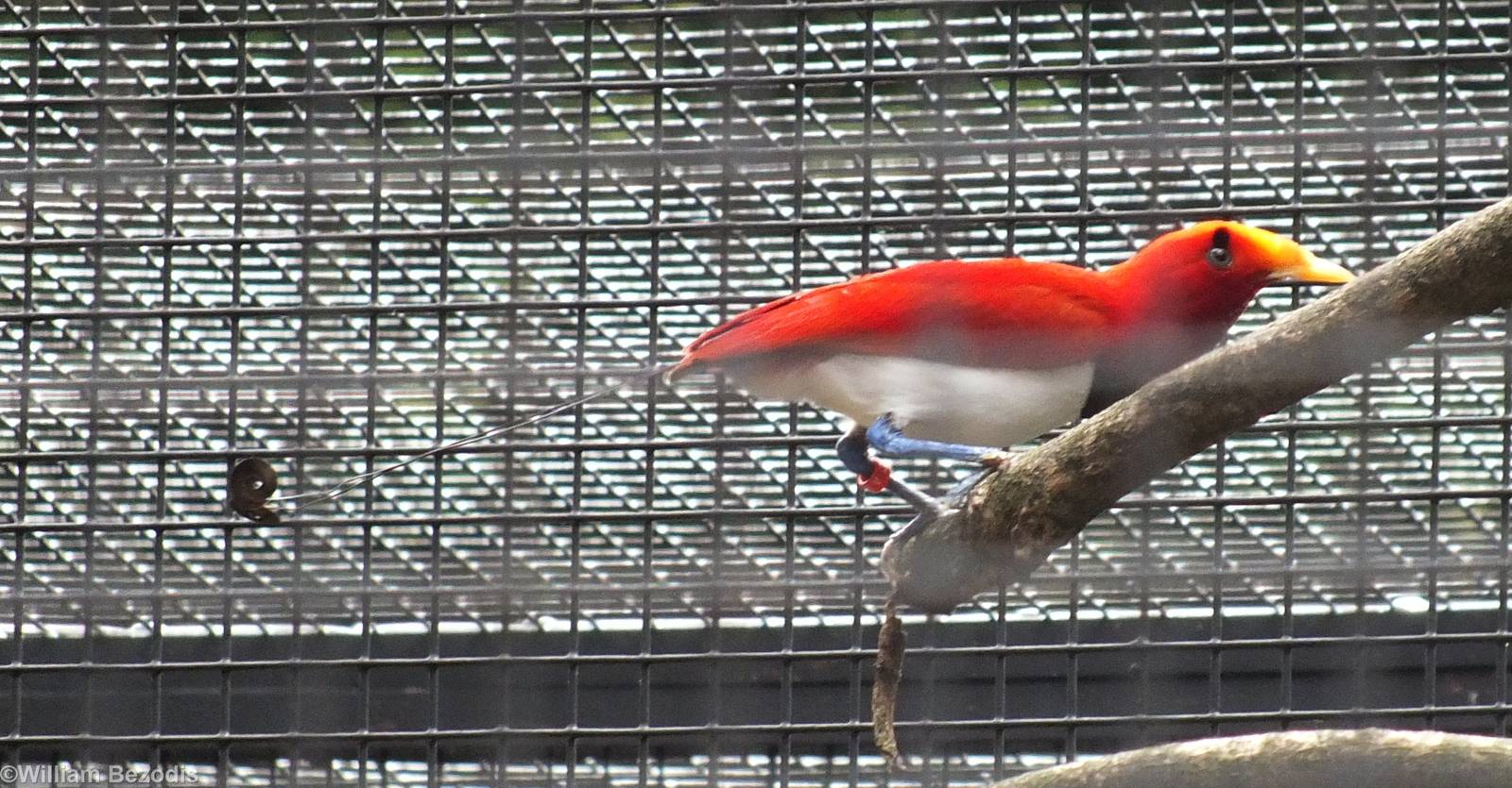 King Bird of Paradise