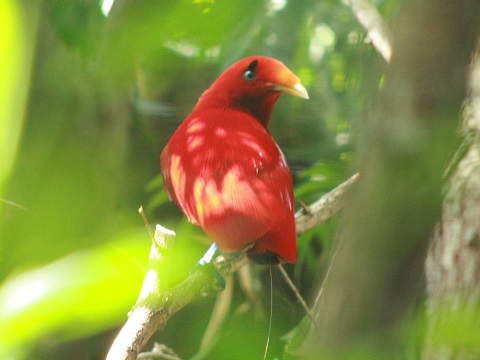 King Bird-of-paradise