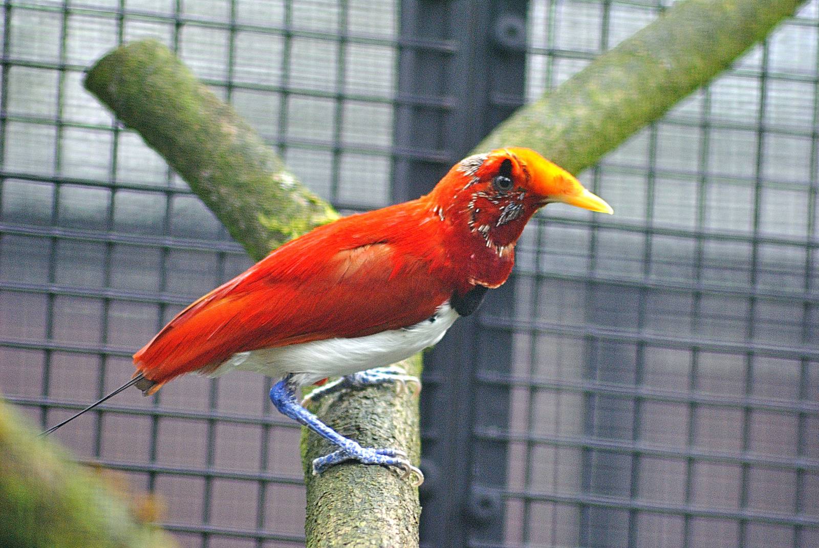 King bird-of-paradise