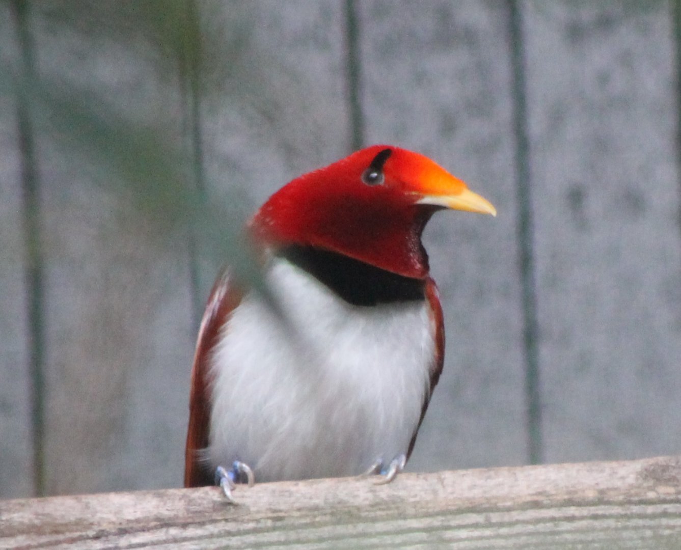 King bird of paradise