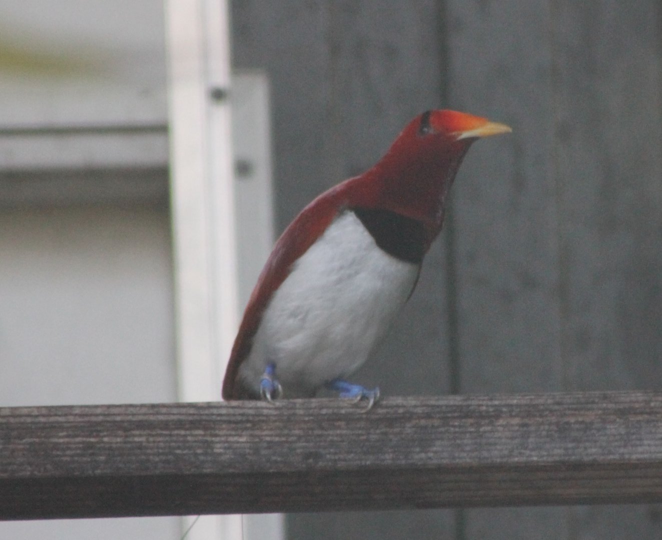 King bird of paradise