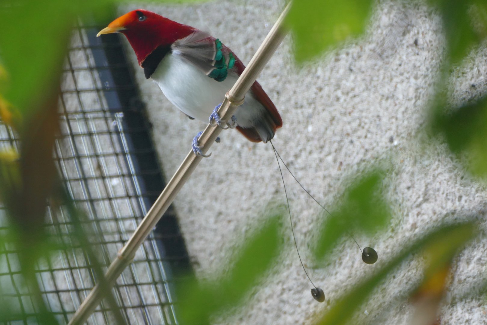 King bird-of-paradise