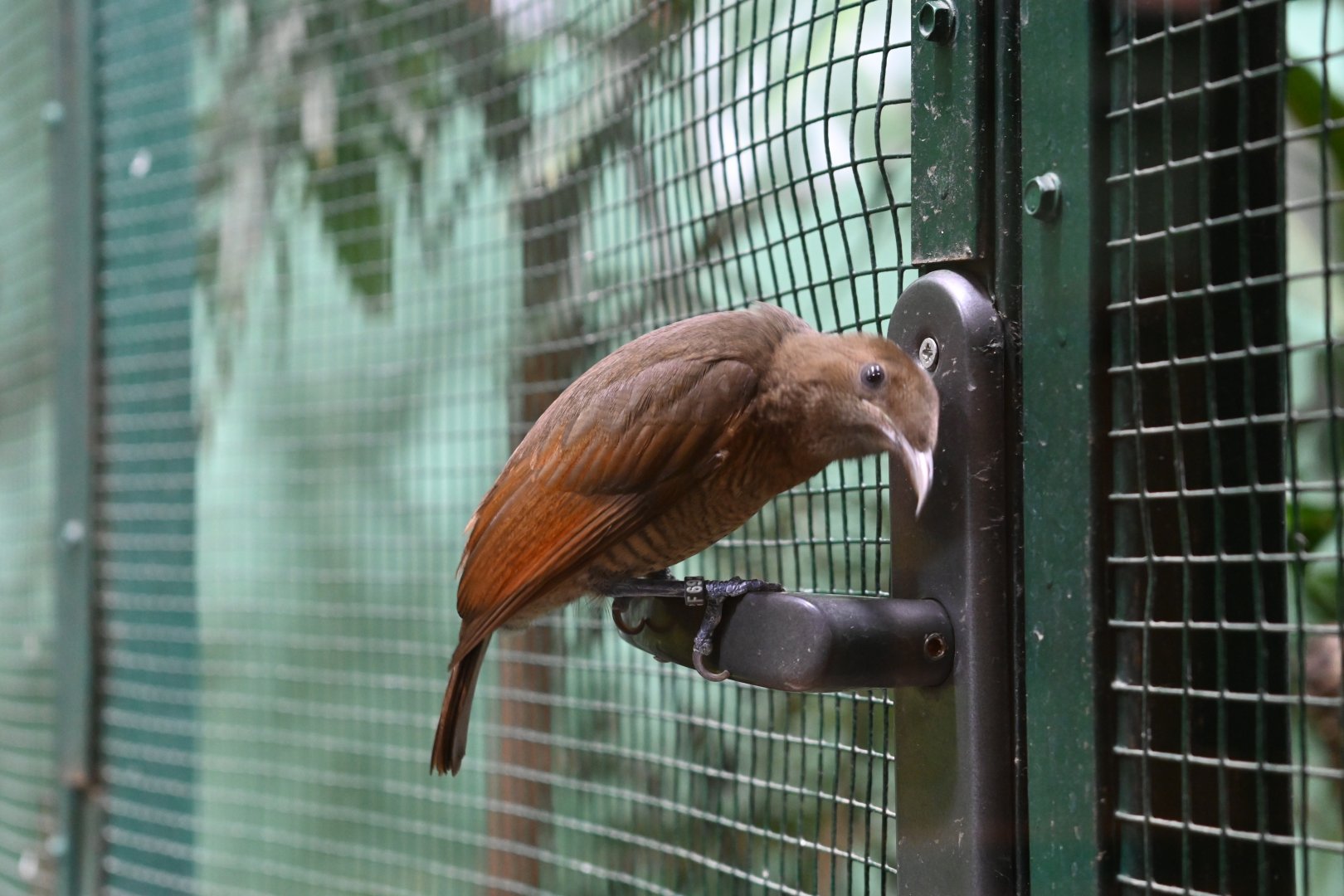King Bird of Paradise